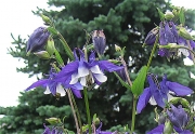 Aquilegia vulgaris short-spurred columbine, bicolor