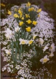 Arabis albida Arabis & daffodils