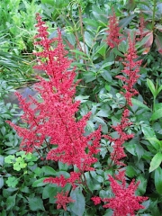 Astilbe arendsii 'Fanal' brightest red, dark foliage
