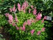 Astilbe arendsii bright pink in full sun
