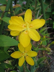 Belamcanda chinensis yellow blackberry lily, marginally hardy Zone 3