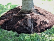bull spruce, after sod removed