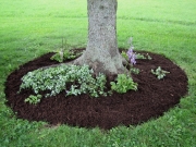 bull spruce in lawn after planting