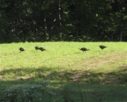 wild turkeys meandering through