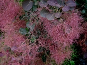 Cotinus coggygria purple-leaved smoke bush