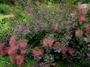 Cotinus coggygria purple-leaved smoke bush