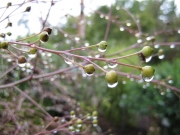 Crambe cordifolia seed pods and rain