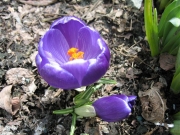 Crocus vernus purple closeup