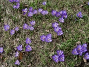 Crocus vernus purples