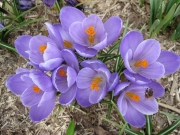 Crocus vernus purple/lavender