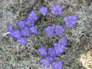Crocus vernus purples