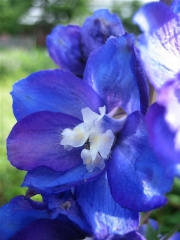 Delphinium elatum x 'Magic Fountains' blue & purple closeup