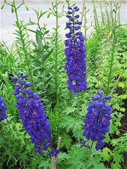 Delphinium elatum x 'Magic Fountains' dark blue/purple with dark bee