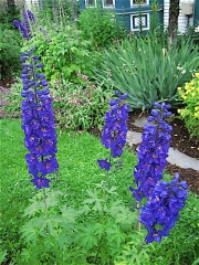 Delphinium elatum x 'Magic Fountains' dark blue/purple with dark bee