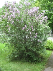 another lilac before pruning
