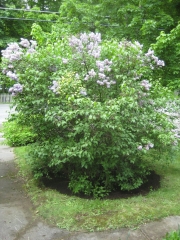 lilacs before pruning