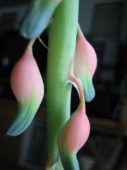 Gasteria grandiflora in flower (they don't ever really open)