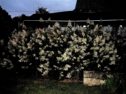 Hydrangea paniculata tardiva