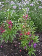 Impatiens balsamena and broad leaved chives