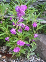 Impatiens balsamena lavender/purple