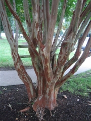 Lagerstroemia spectacular exfoliating bark, not hardy in Zone 3