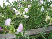 Lathyrus latifolius pale pink perennial sweet pea