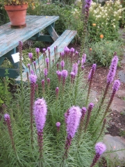 Liatris spicata, purple/pink late July