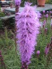 Liatris spicata, purple/pink closeup