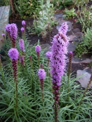 Liatris spicata, purple/pink early August