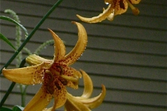 Lilium canadensis