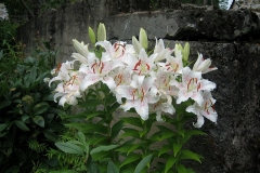 client, Glover, Lilium white with pale pink center