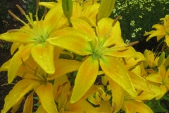 Lilium yellows