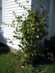 Lonicera growing on a post
