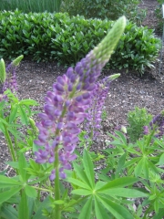 medium purple lupine