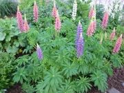 mostly pinks lupines
