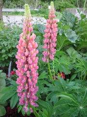 pink lupines