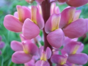 pink lupines, closeup