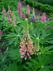 Lupinus, pinks still partially in bud