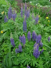 lupines in full bloom