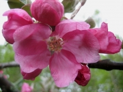 apple, 'Almata' in bloom closeup