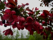 Malus, crabapple, red even severely damaged, it blooms beautifully
