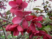 Malus red crabapple flowers