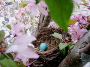 Malus robin nest egg