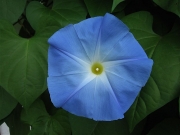 Ipomoea 'Heavenly Blue' morning glory