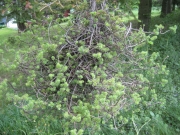 witches broom on spruce branch