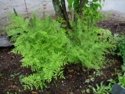 Osmunda regalis royal fern, fully leafed out