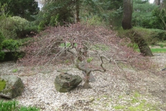 Acer palmatum, Japanese maple