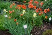 Papaver orientalis & Iris germanica poppies & iris