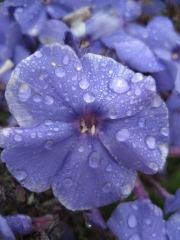 Phlox paniculata Blue Paradise closeup