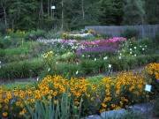 lower garden full bloom phlox